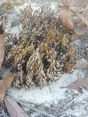 Selaginella acanthonota