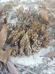Selaginella acanthonota