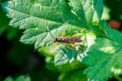 Polytribax contiguus