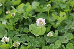 Trifolium repens