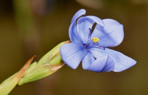 Orthrosanthus chimboracensis image