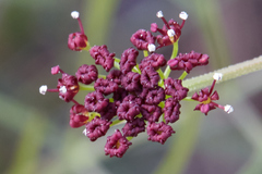 Lomatium marginatum