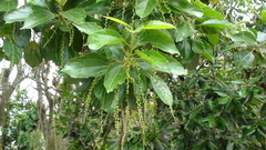 Alchornea triplinervia