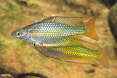 Crimson-Spotted Rainbow Fish photo 1