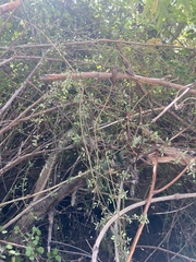 Coprosma propinqua