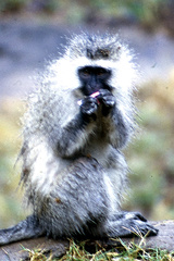 Chlorocebus pygerythrus