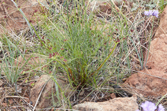 Lomatium marginatum