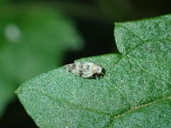 Euglyptoneura robusta