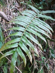 Blechnum cordatum