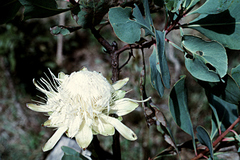 Protea gaguedi image