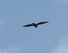 Accipiter