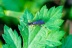 Polytribax contiguus