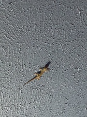 Gehyra mutilata