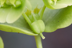 Euphorbia crenulata