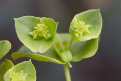 Euphorbia crenulata