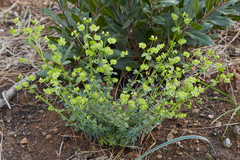 Euphorbia crenulata