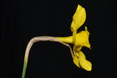 Narcissus × odorus