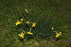 Narcissus × odorus