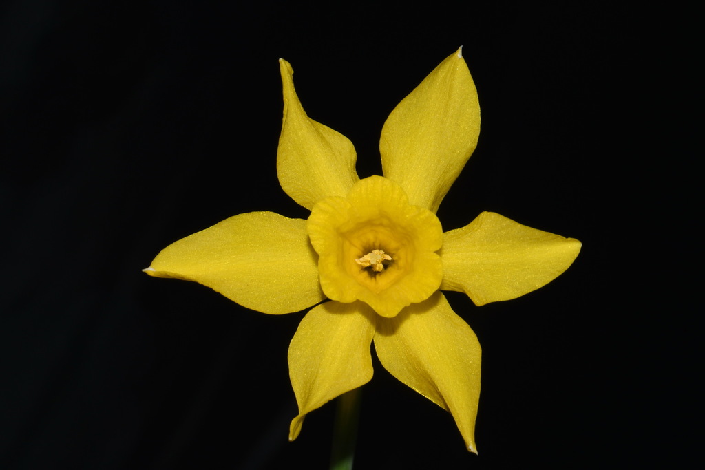 Narcissus × odorus; photograph (c) Brian Finzel, some rights reserved (CC BY-SA)