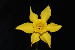 Narcissus × odorus