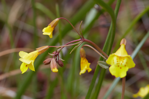 Bare monkeyflower (Erythranthe nudata)
