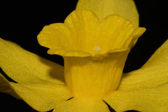 Narcissus × odorus