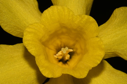 Narcissus × odorus, photograph 6