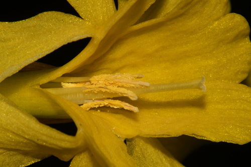 Narcissus × odorus, photograph 5