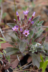 Collomia diversifolia