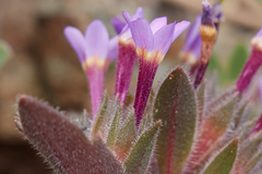 Collomia diversifolia