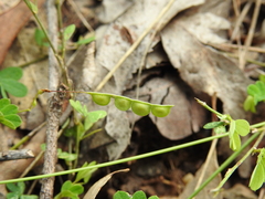 Aeschynomene brevifolia