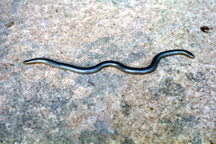 Afrotyphlops mucruso