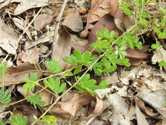 Aeschynomene brevifolia