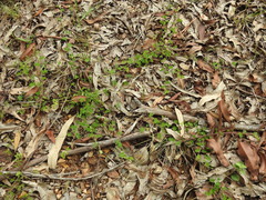 Aeschynomene brevifolia