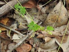 Aeschynomene brevifolia