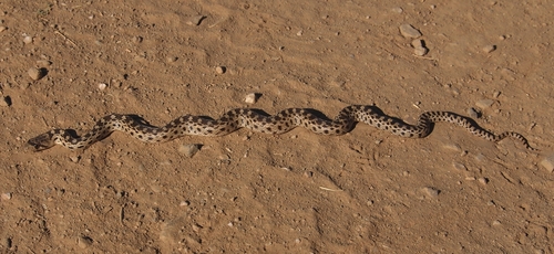 iNaturalist observation photo of Pacific Gopher Snake