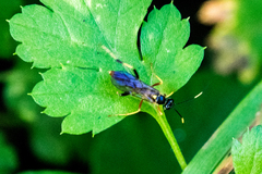 Polytribax contiguus