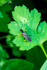 Polytribax contiguus