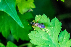 Polytribax contiguus