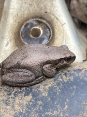 Litoria rubella
