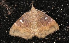 Chrysolarentia heteroleuca
