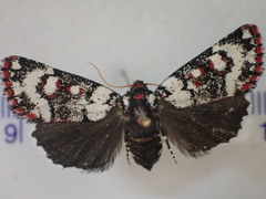 Cremnophora angasii