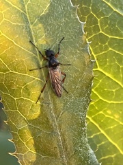 Bibio xanthopus
