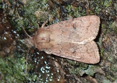 Protorthodes incincta