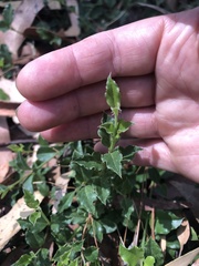 Podolobium procumbens