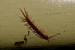 Henicops washpoolensis