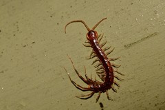 Henicops washpoolensis