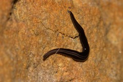 Platydemus victoriae