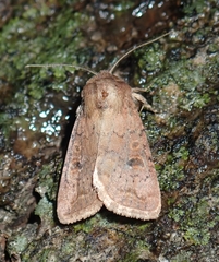 Protorthodes incincta