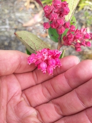 Gaultheria sclerophylla